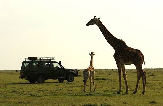 Giraffes seen during a safari through the Maasi Mara